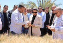 محافظ الوادي الجديد تتابع نتائج تجربة إكثار أصناف القمح عالية الجودة 