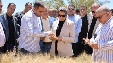 محافظ الوادي الجديد تتابع نتائج تجربة إكثار أصناف القمح عالية الجودة 