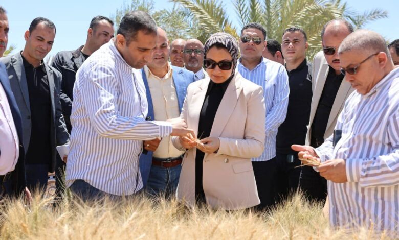 محافظ الوادي الجديد تتابع نتائج تجربة إكثار أصناف القمح عالية الجودة