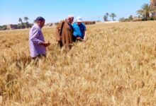 محافظ أسيوط: دعم المزارعين أولوية وجولات ميدانية بصدفا لمتابعة القمح