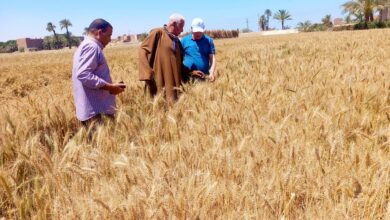 محافظ أسيوط: دعم المزارعين أولوية وجولات ميدانية بصدفا لمتابعة القمح