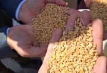 محافظ أسيوط: توريد 7191 طن قمح وتيسيرات شاملة لدعم المزارعين