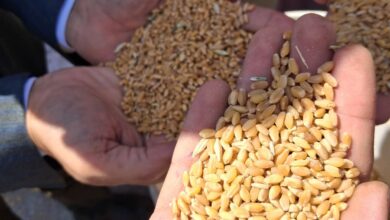 محافظ أسيوط: توريد 7191 طن قمح وتيسيرات شاملة لدعم المزارعين