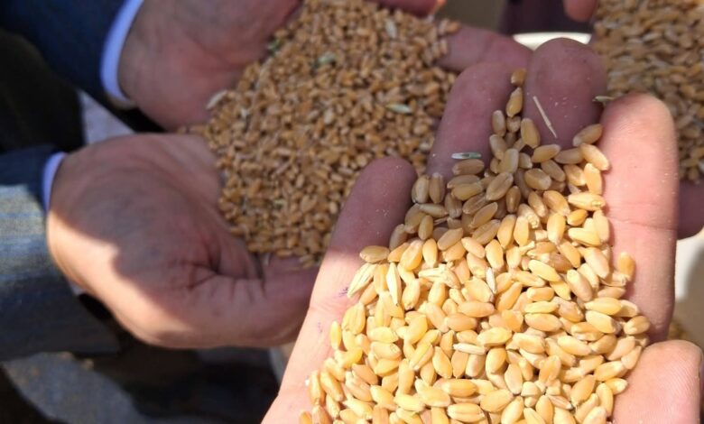 محافظ أسيوط: توريد 7191 طن قمح وتيسيرات شاملة لدعم المزارعين