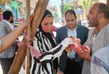 محافظ المنيا: ضبط طن ونصف لحوم فاسدة