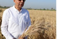 المنيا تواصل دعم الأمن الغذائي توريد أكثر من 89 ألف طن من القمح منذ بداية موسم 2026