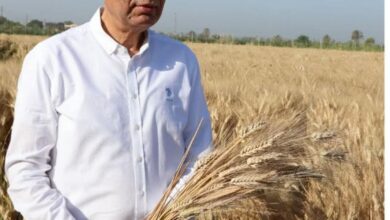 المنيا تواصل دعم الأمن الغذائي توريد أكثر من 89 ألف طن من القمح منذ بداية موسم 2026