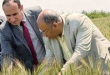 الزراعة: متابعة مكثفة لموسم القمح وإحالة مخالفات بالمنيا وقنا للنيابة