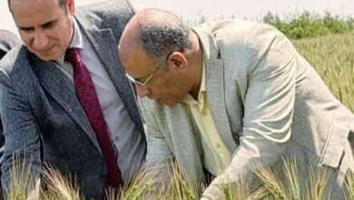 الزراعة: متابعة مكثفة لموسم القمح وإحالة مخالفات بالمنيا وقنا للنيابة