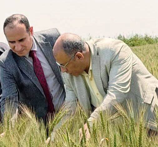 الزراعة: متابعة مكثفة لموسم القمح وإحالة مخالفات بالمنيا وقنا للنيابة