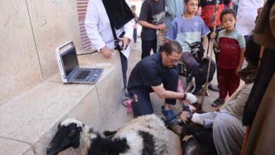 محافظ أسيوط: علاج 4,118 رأس ماشية مجانًا خلال أسبوع