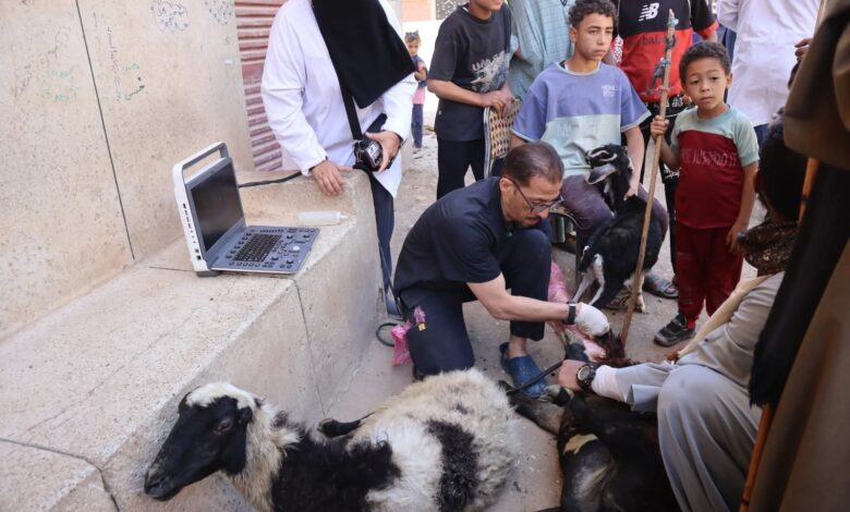 محافظ أسيوط: علاج 4,118 رأس ماشية مجانًا خلال أسبوع