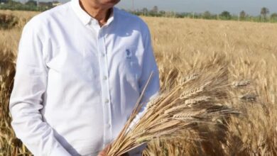 استقبال 235 ألف طن قمح ضمن موسم توريد 2026 بالمنيا 