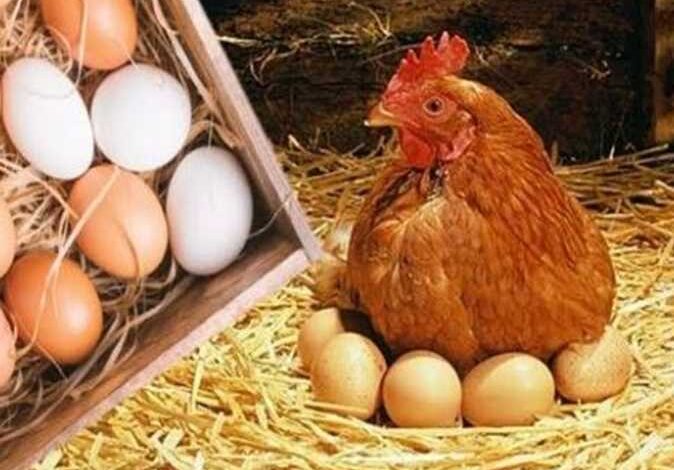 شائعات أم حقائق؟ "البحوث الزراعية" يحسم الجدل حول أضرار الدواجن والبيض الإثنين المقبل
