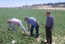 جولات ميدانية مكثفة لزراعة شمال سيناء لدعم التجمعات التنموية ورفع كفاءة المحاصيل