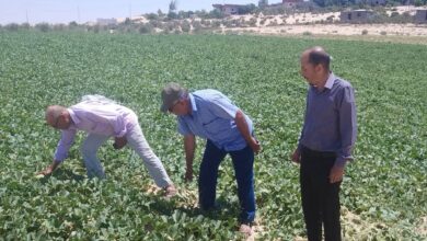 جولات ميدانية مكثفة لزراعة شمال سيناء لدعم التجمعات التنموية ورفع كفاءة المحاصيل