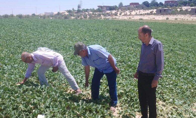 جولات ميدانية مكثفة لزراعة شمال سيناء لدعم التجمعات التنموية ورفع كفاءة المحاصيل