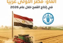 مصر تتصدر عربيًا.. أرقام إنتاج القمح في 2026 تكشف تحولًا لافتًا في خريطة الغذاء